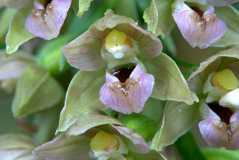 Epipactis helleborine?