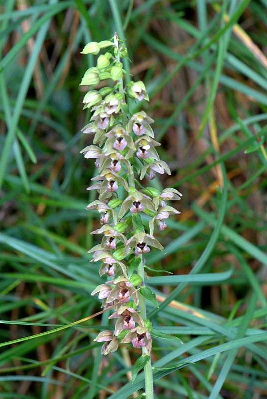 Epipactis helleborine?