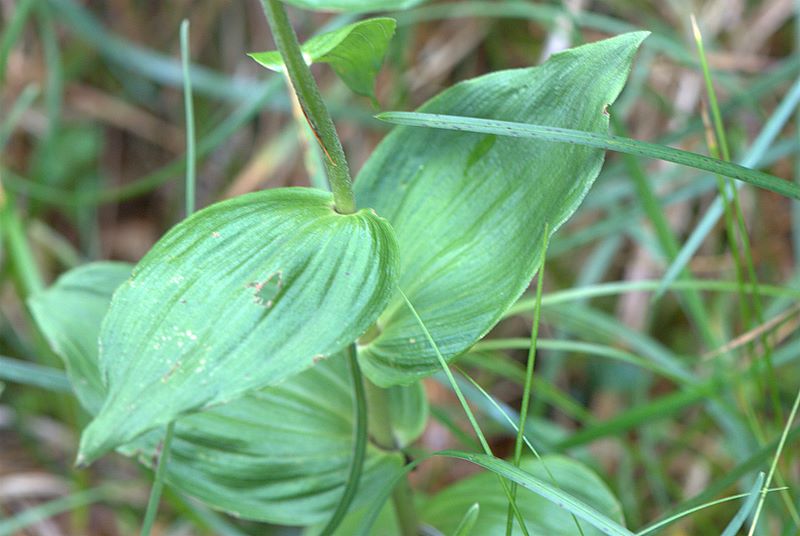 Epipactis helleborine?