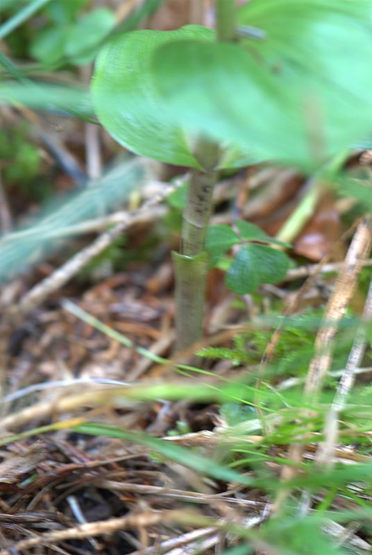 Epipactis helleborine?