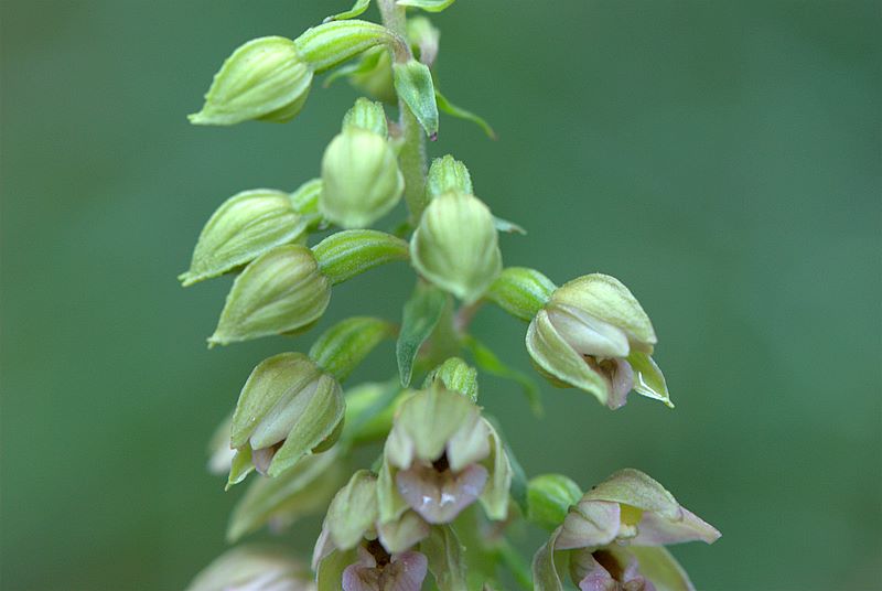 Epipactis helleborine?