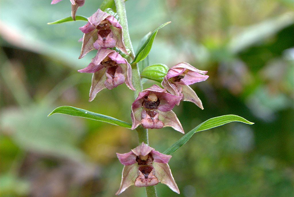 Conferma Epipactis helleborine