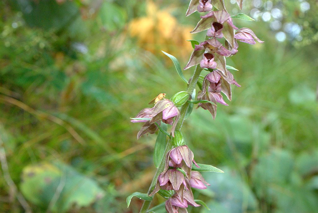 Conferma Epipactis helleborine