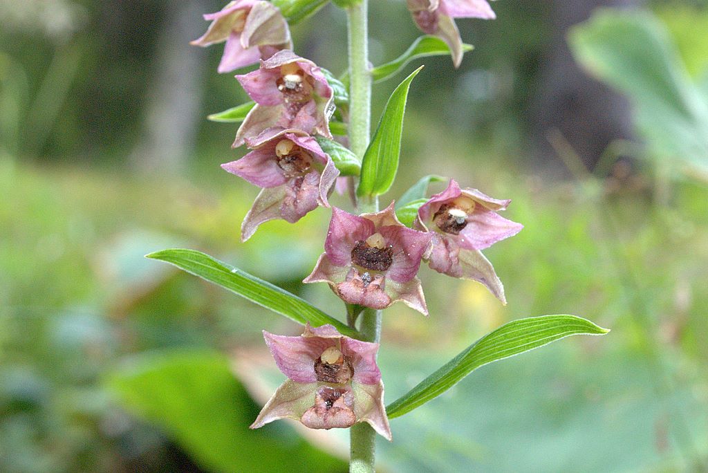 Conferma Epipactis helleborine