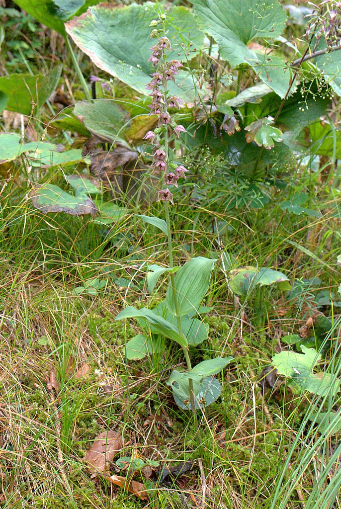 Conferma Epipactis helleborine