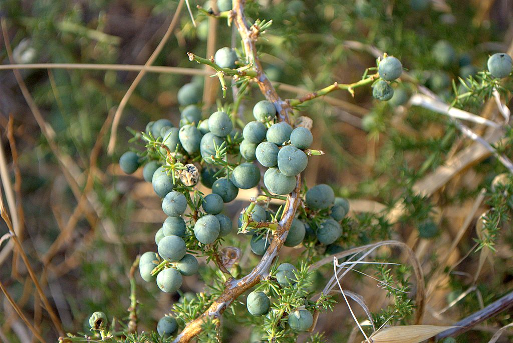 Asparagus acutifolius