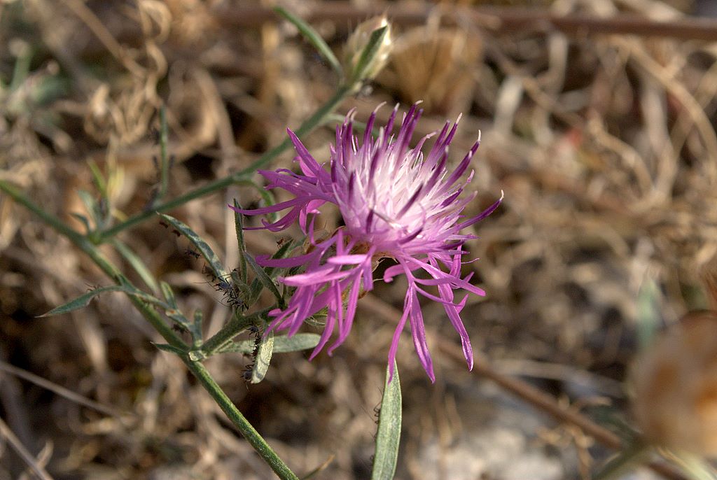 Centaurea deusta / Fiordaliso cicalino