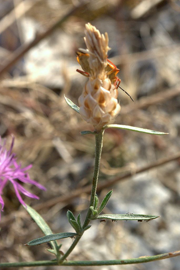 Centaurea deusta / Fiordaliso cicalino