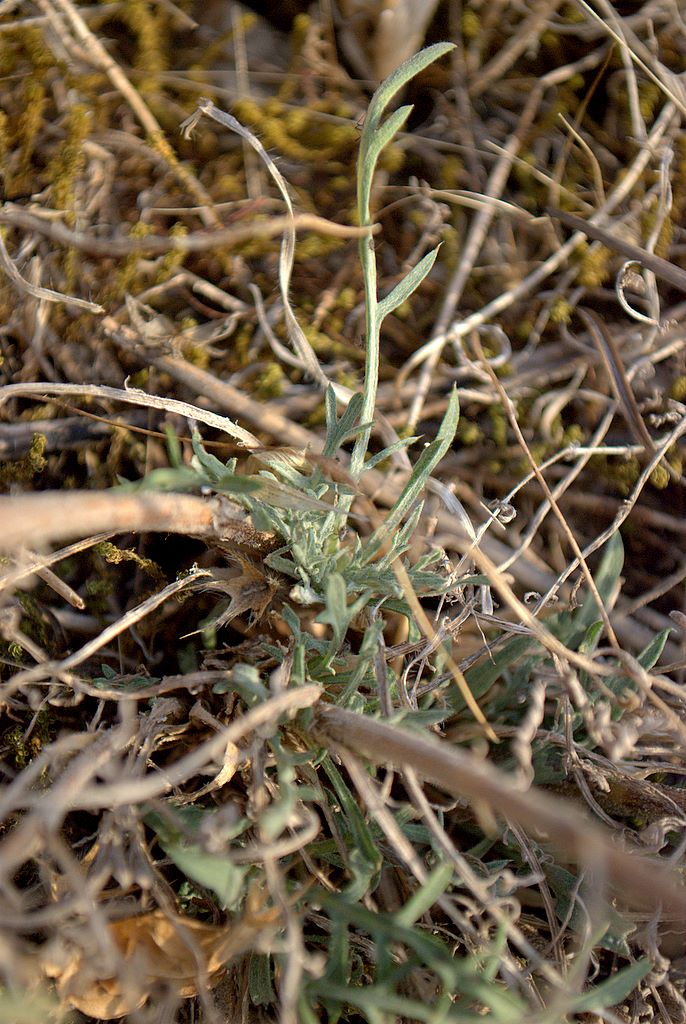 Centaurea deusta / Fiordaliso cicalino