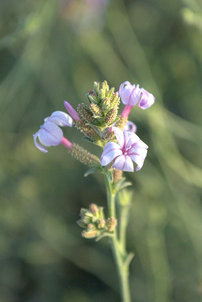 Plumbago europaea