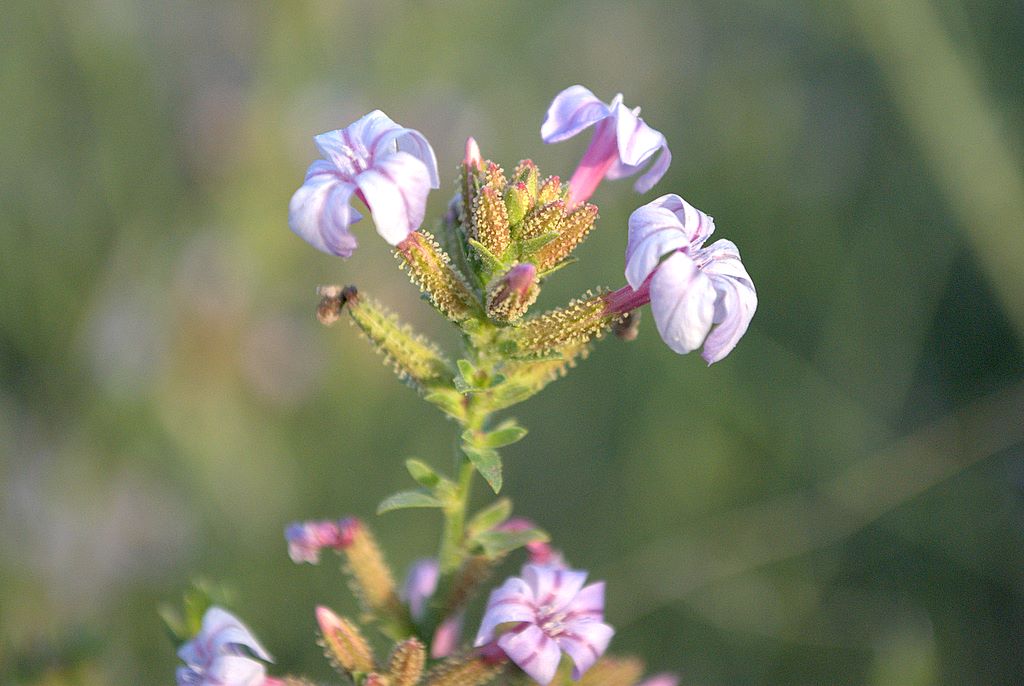 Plumbago europaea