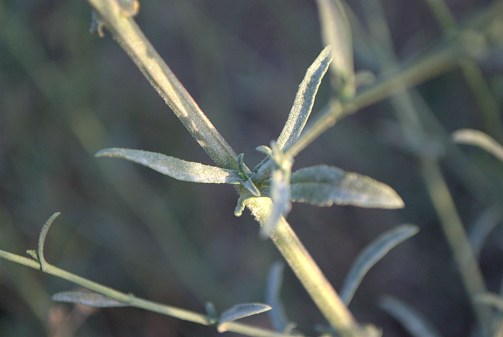 Plumbago europaea