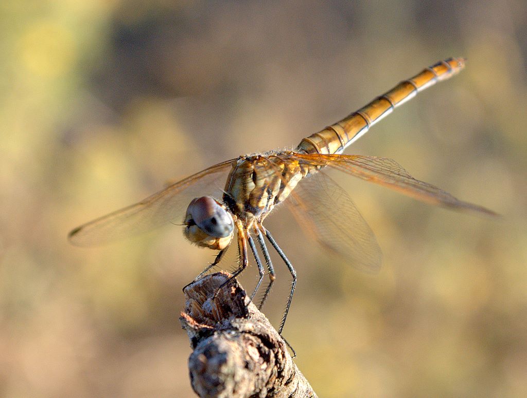 Libellula da determinare