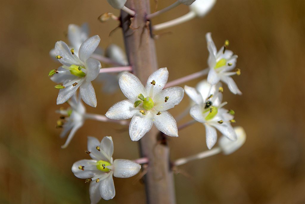 Charybdis maritima