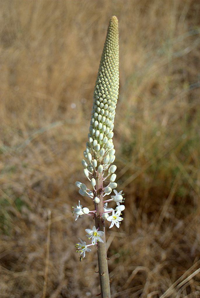 Charybdis maritima