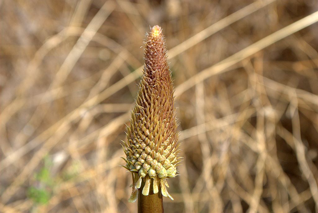 Charybdis maritima