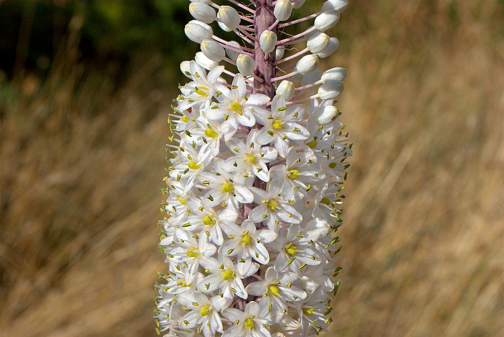 Charybdis maritima