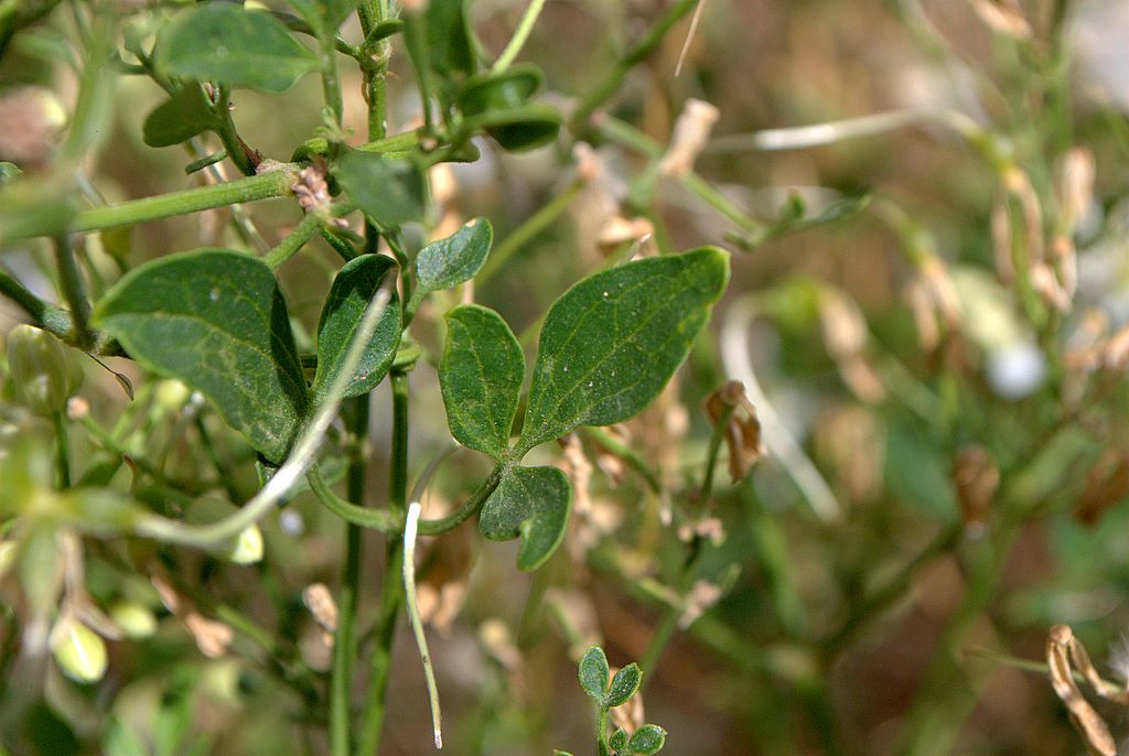 Clematis flammula