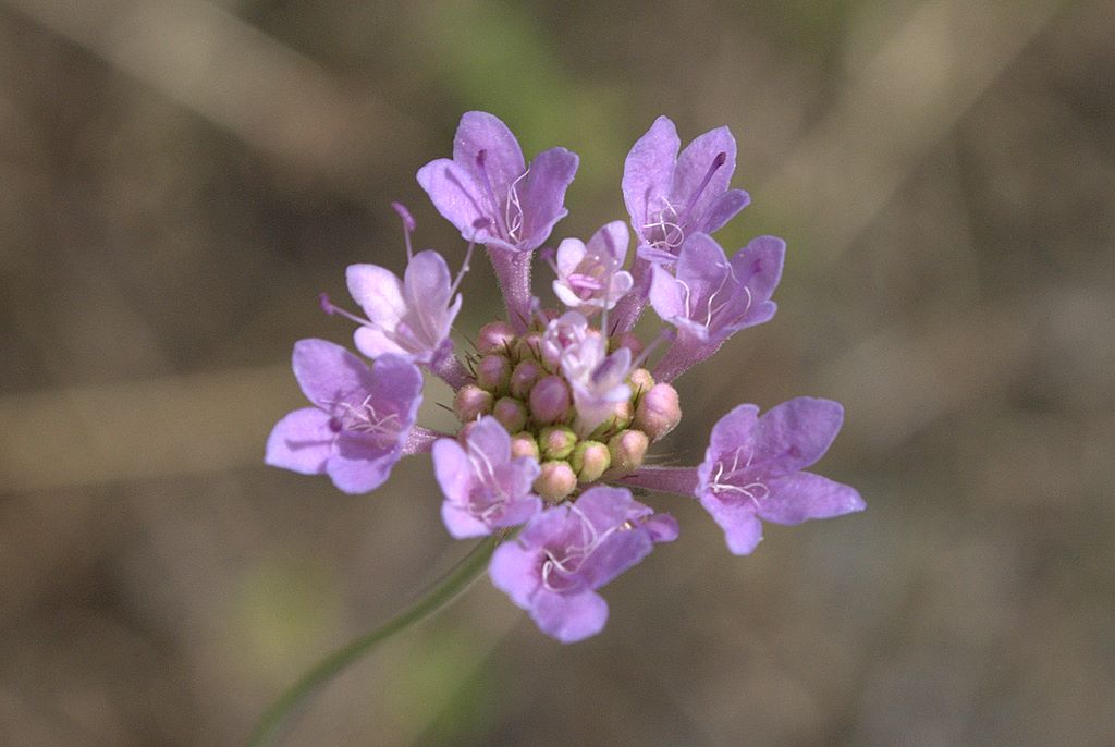 Sixalix atropurpurea / Vedovina marittima