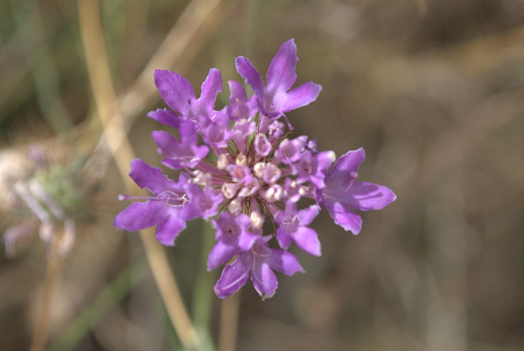 Sixalix atropurpurea / Vedovina marittima