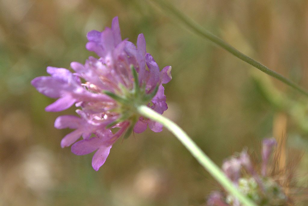 Sixalix atropurpurea / Vedovina marittima