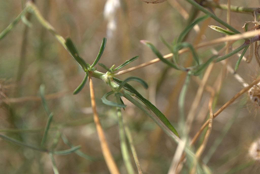 Sixalix atropurpurea / Vedovina marittima