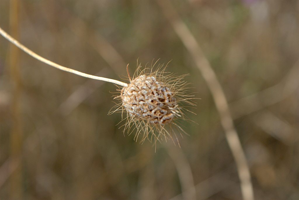 Sixalix atropurpurea / Vedovina marittima