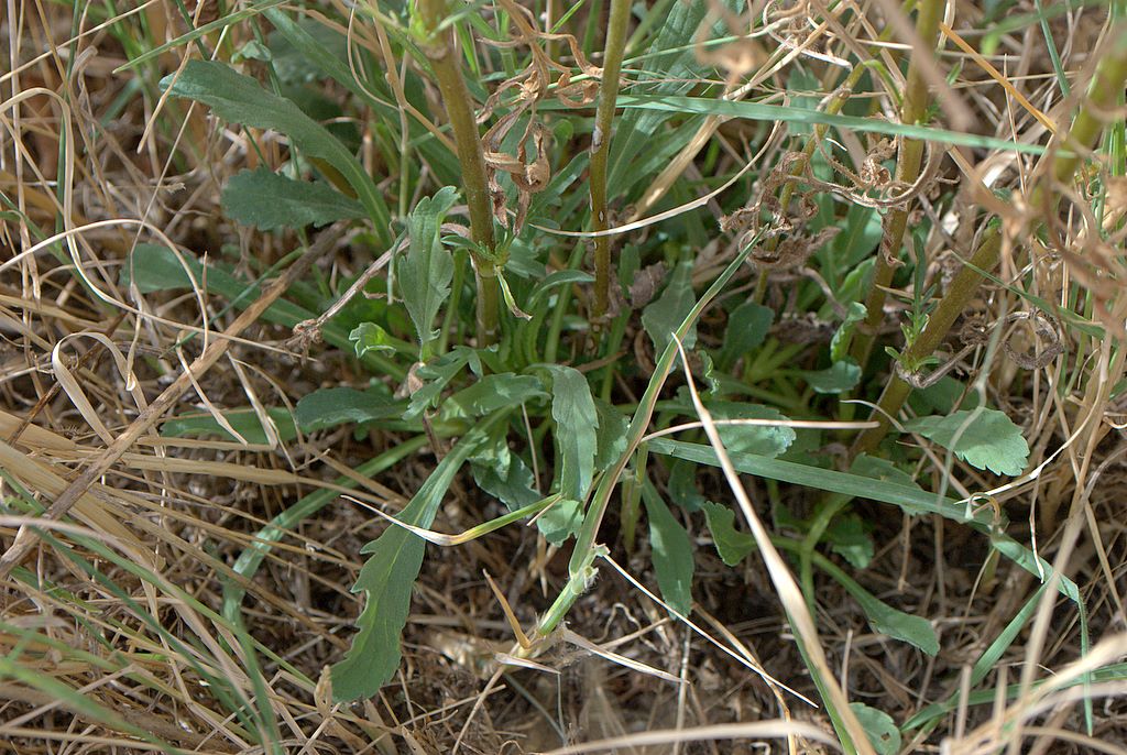 Sixalix atropurpurea / Vedovina marittima