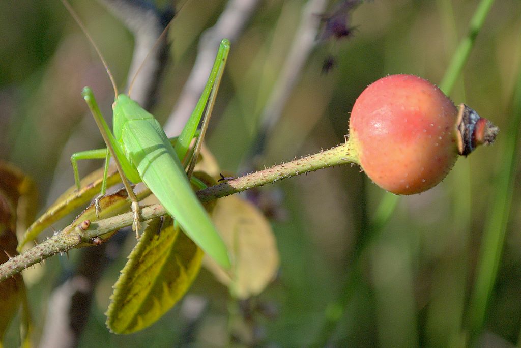 Rosa gallica / Rosa serpeggiante