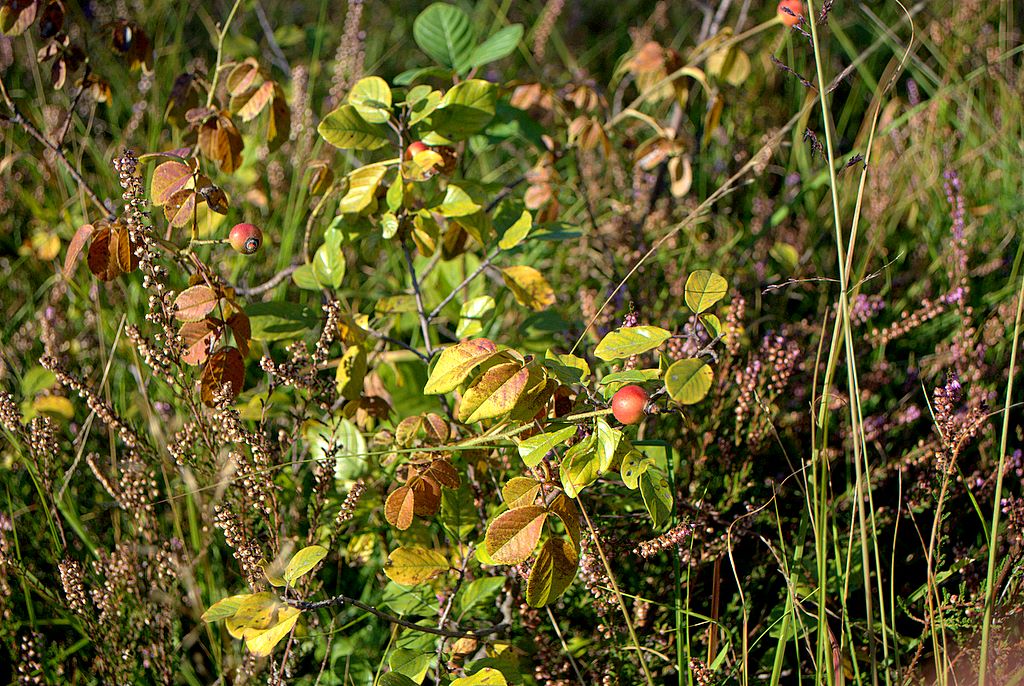 Rosa gallica / Rosa serpeggiante