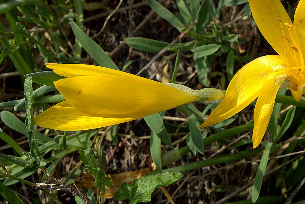 Sternbergia lutea