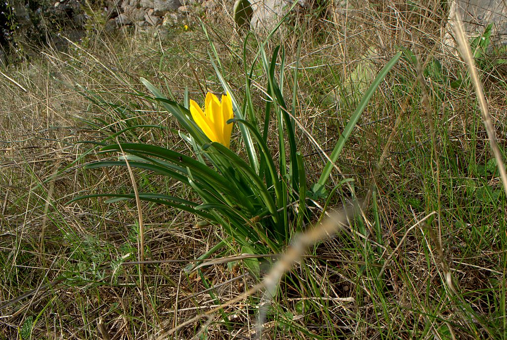 Sternbergia lutea