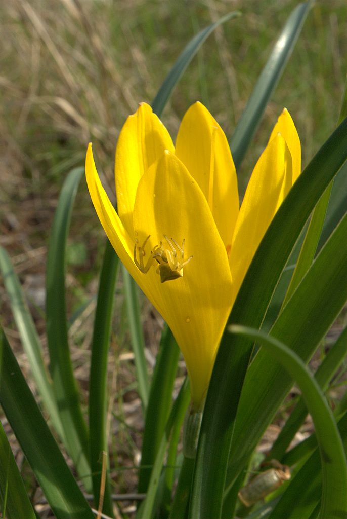 Sternbergia lutea