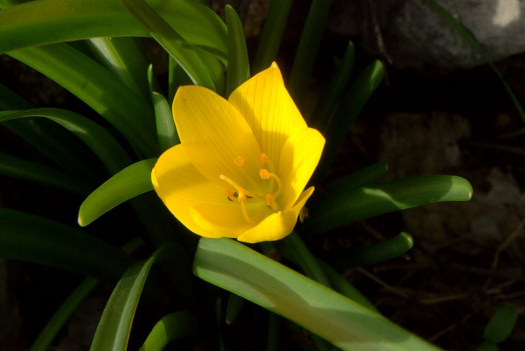 Sternbergia lutea