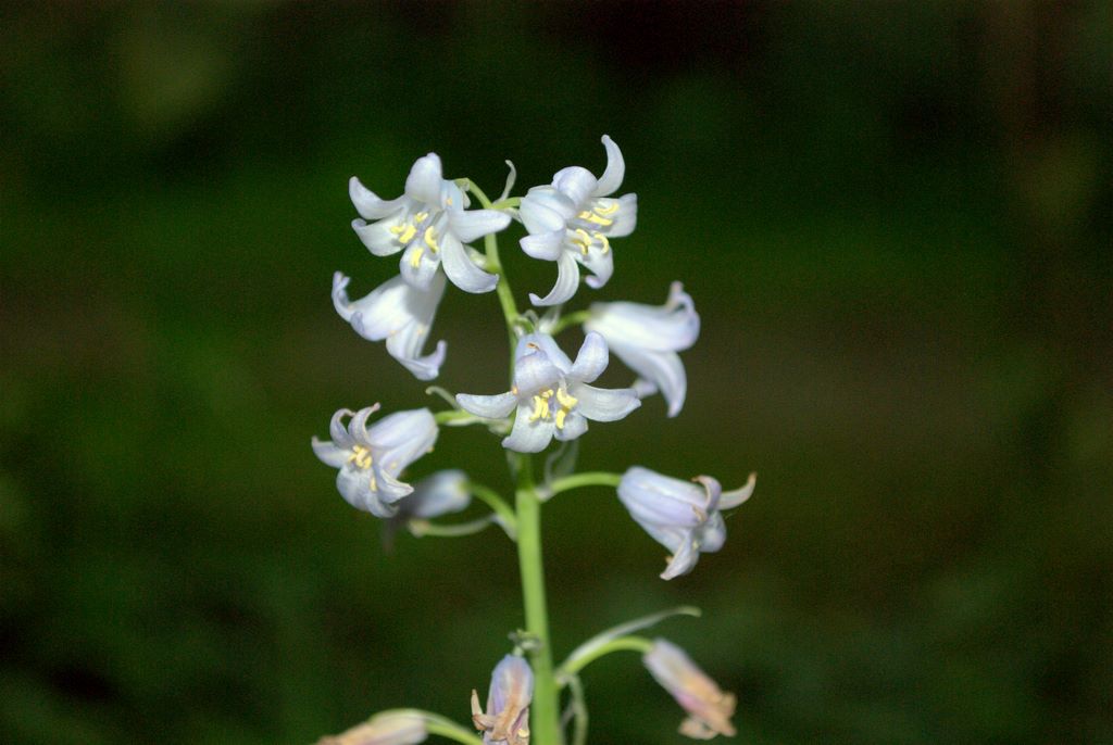 Hyacinthoides non-scripta