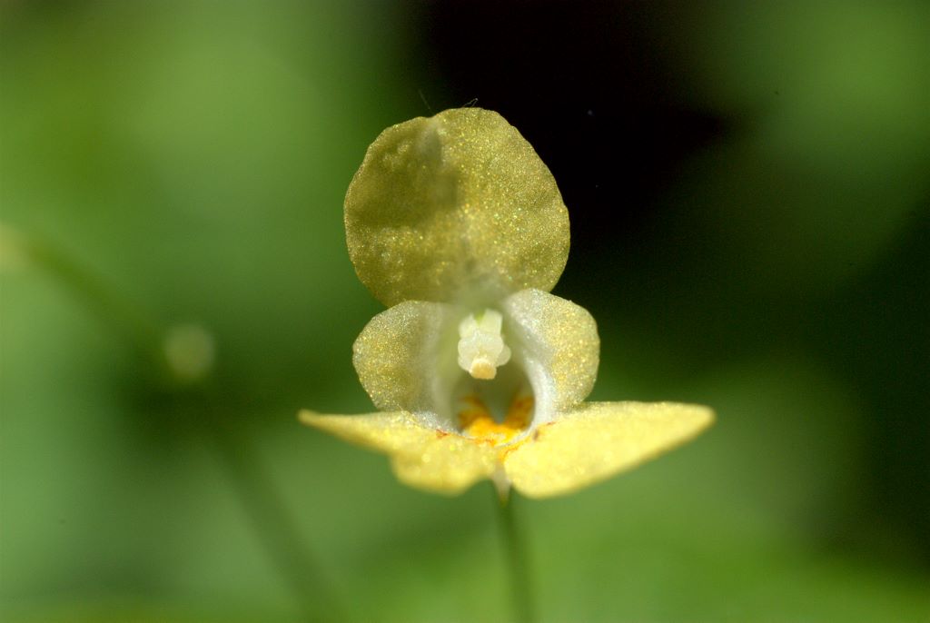 Impatiens parviflora / Balsamina minore