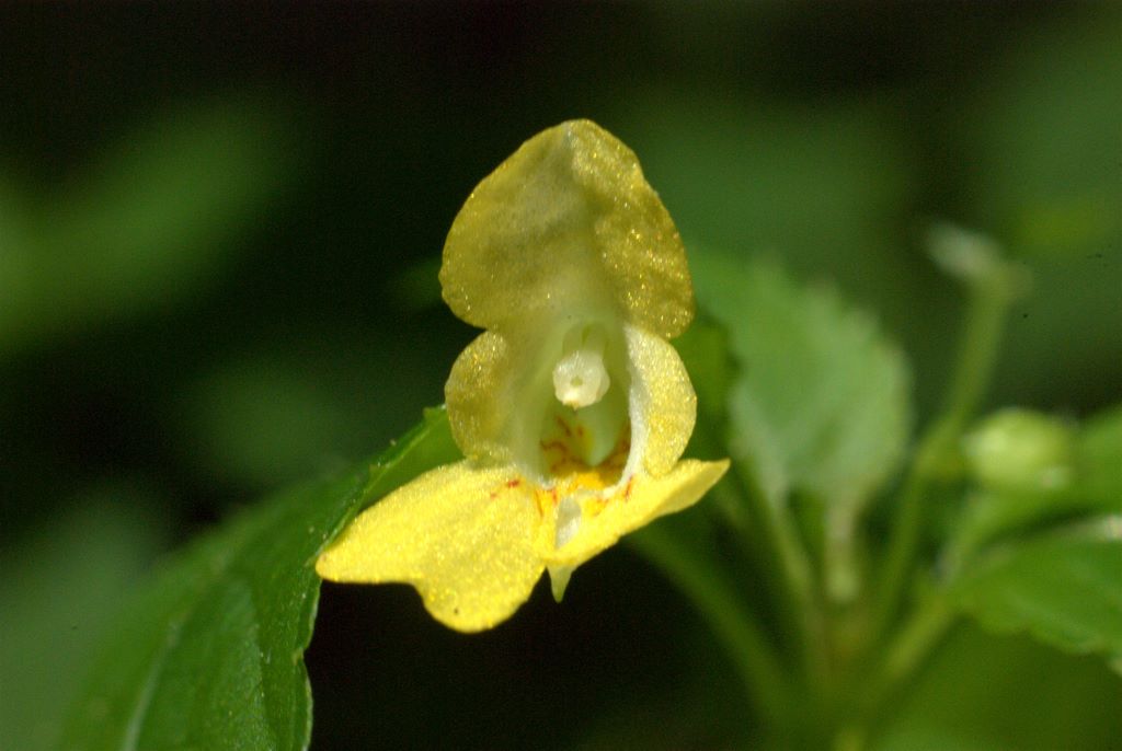 Impatiens parviflora / Balsamina minore