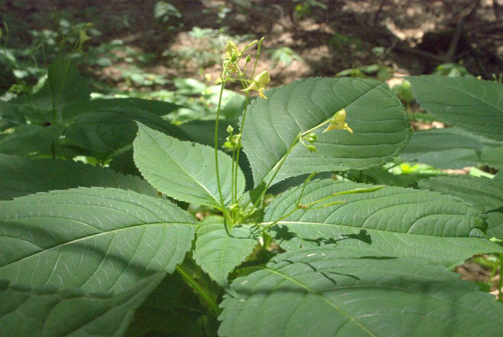 Impatiens parviflora / Balsamina minore