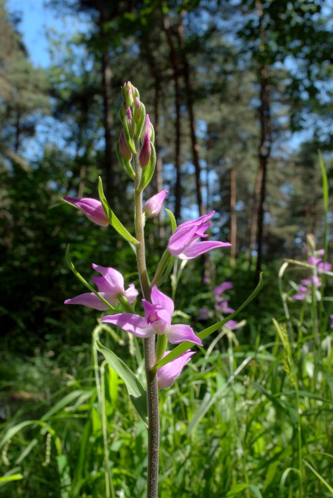 Cephalanthera rubra