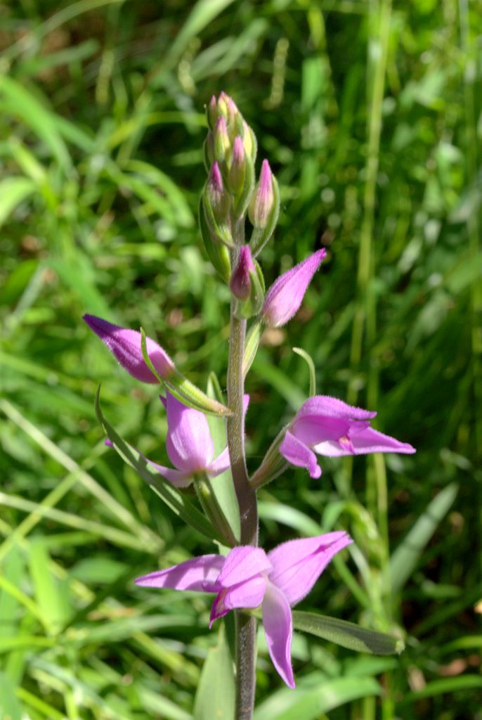 Cephalanthera rubra