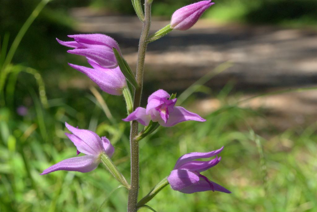 Cephalanthera rubra