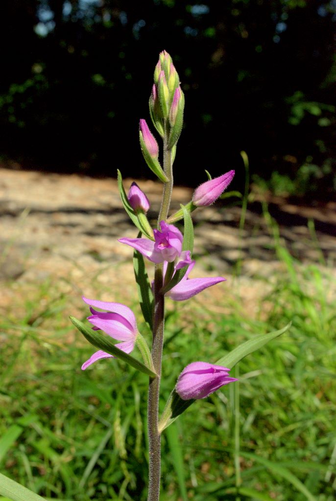 Cephalanthera rubra