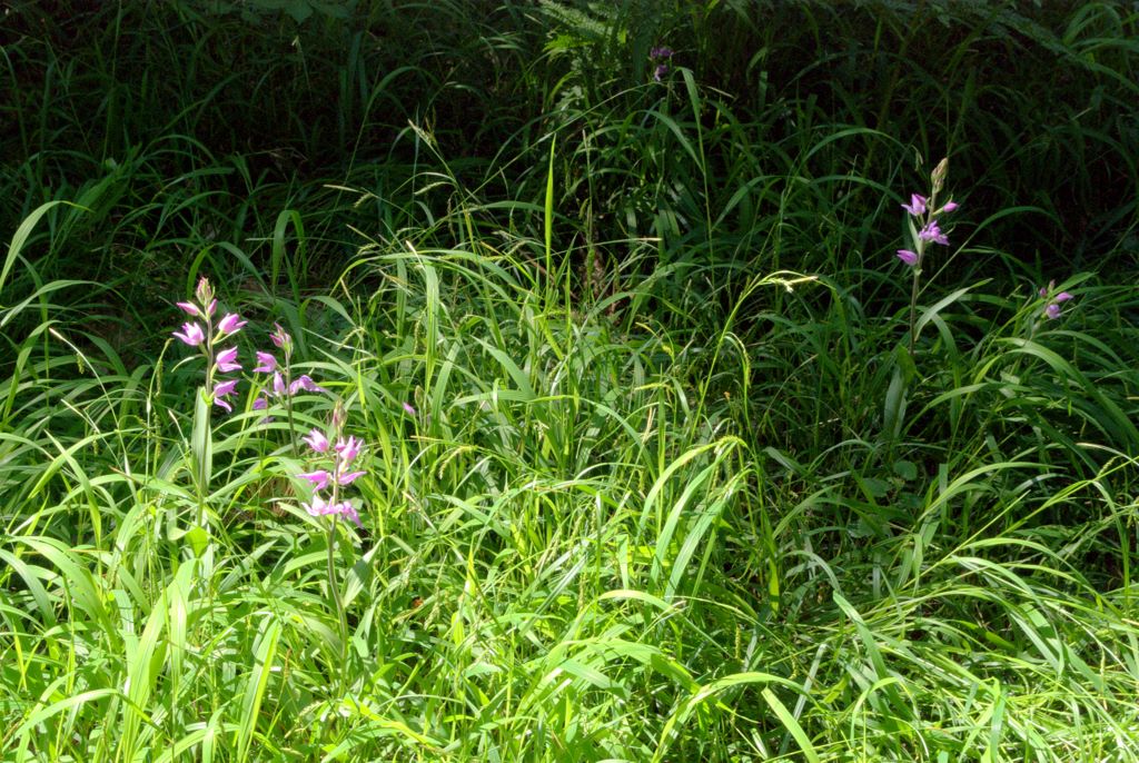 Cephalanthera rubra