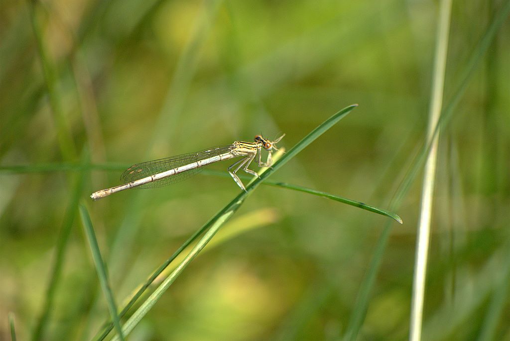 Altra libellula