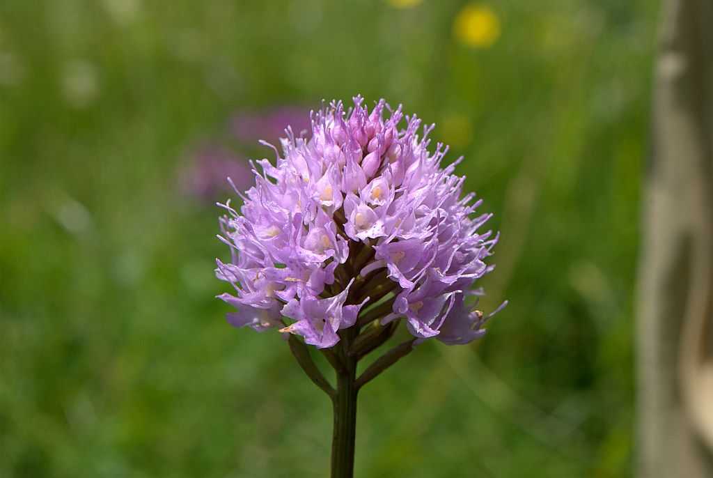 Traunsteinera globusa?