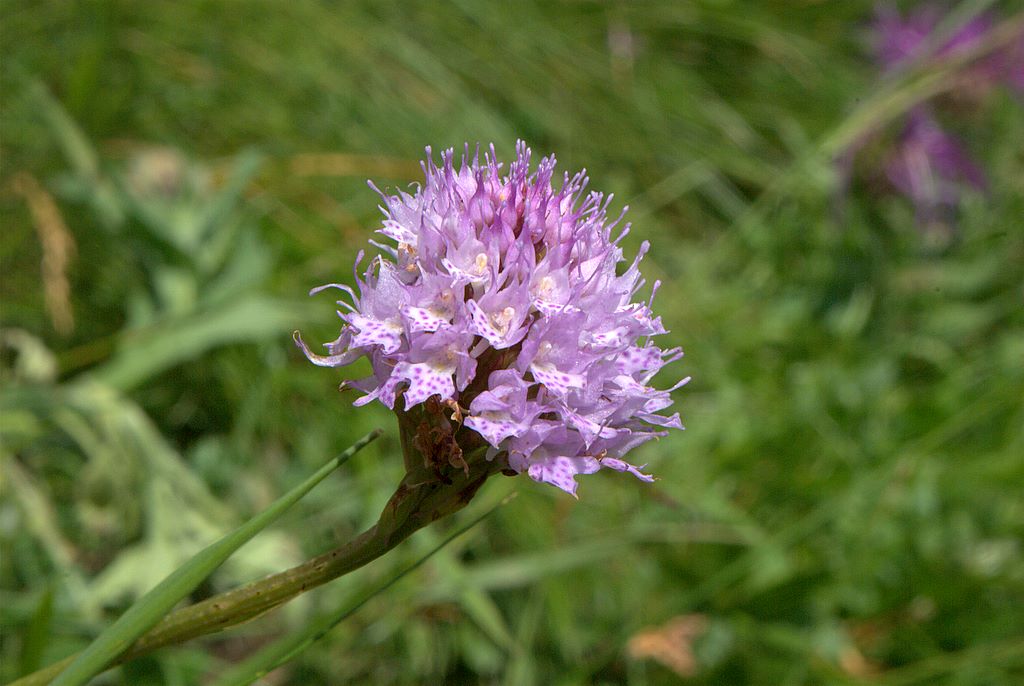 Traunsteinera globusa?