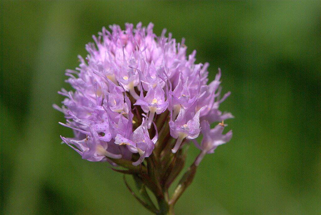 Traunsteinera globusa?