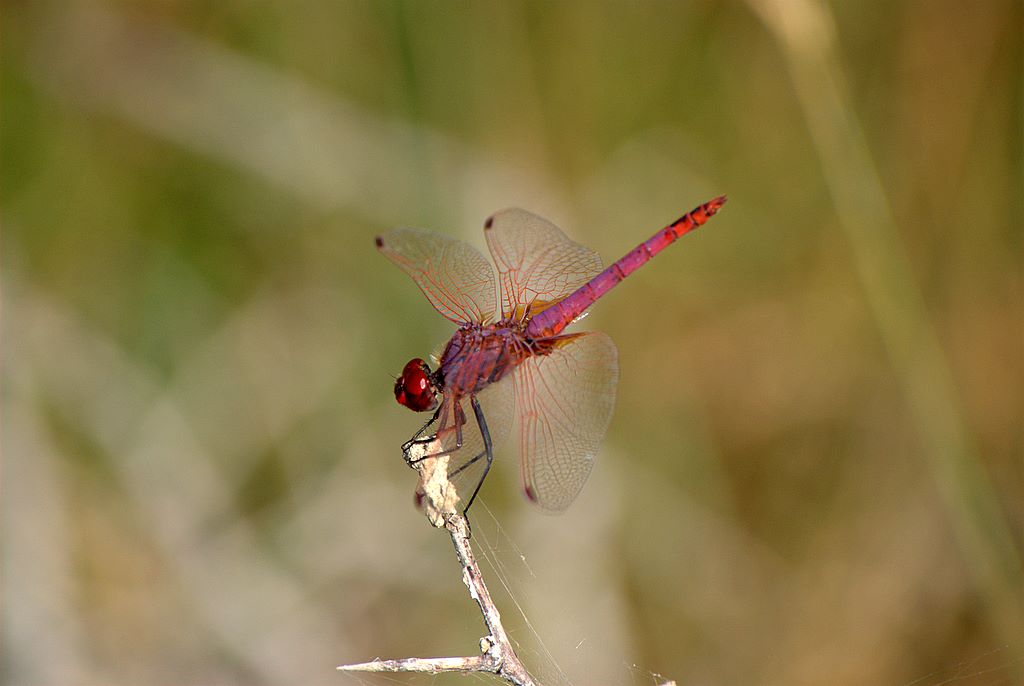 Sympetrum fonscolombii?