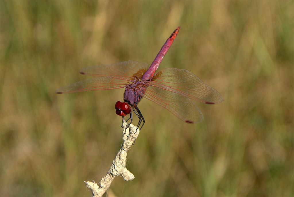 Sympetrum fonscolombii?