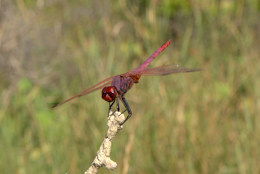 Sympetrum fonscolombii?